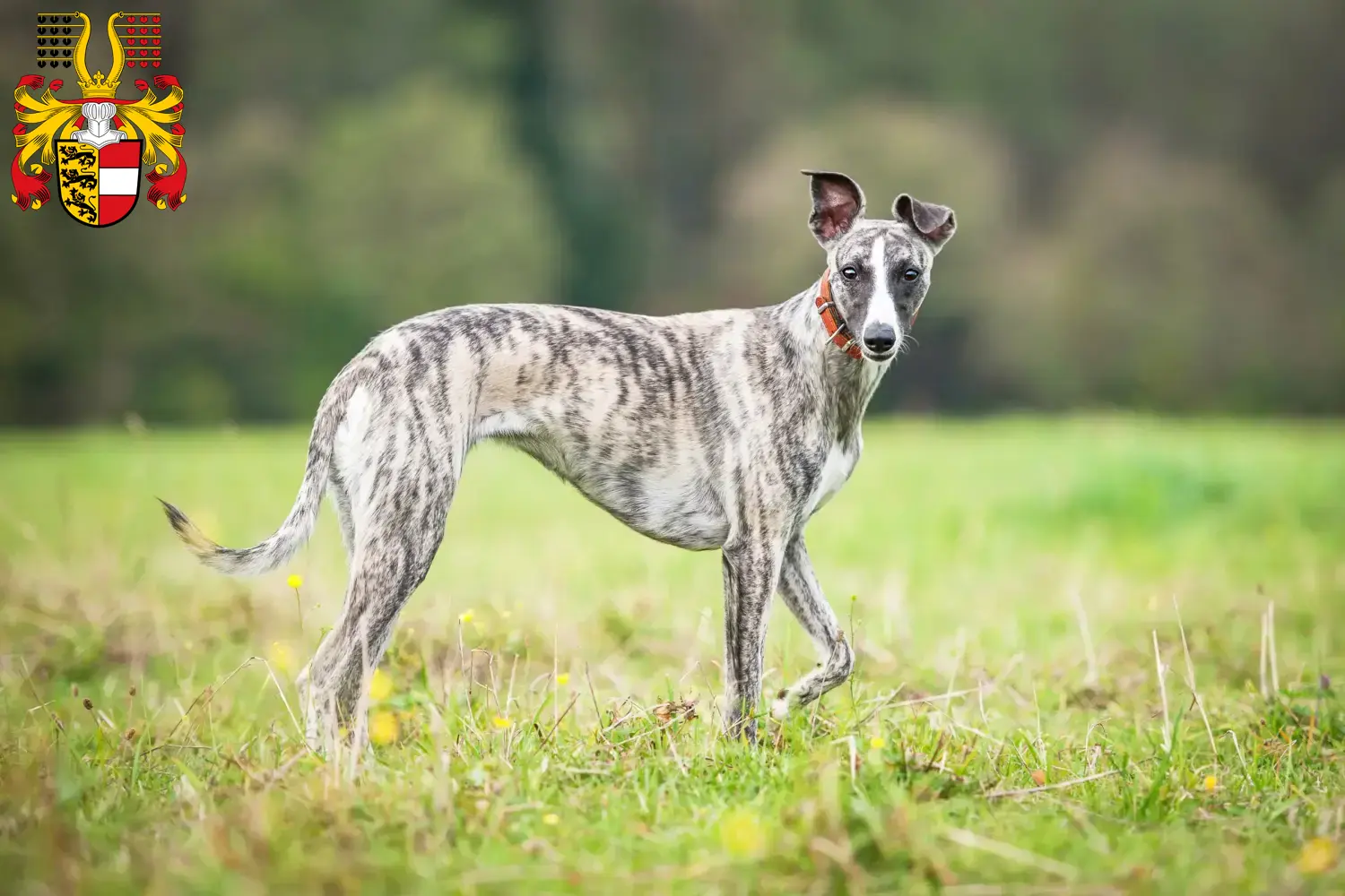 Read more about the article Whippet breeders and puppies in Carinthia