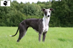 Read more about the article Whippet breeders and puppies in Corsica