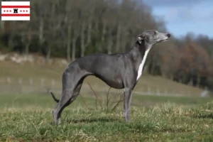 Read more about the article Whippet breeders and puppies in Drenthe