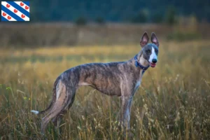 Read more about the article Whippet breeder and puppies in Friesland