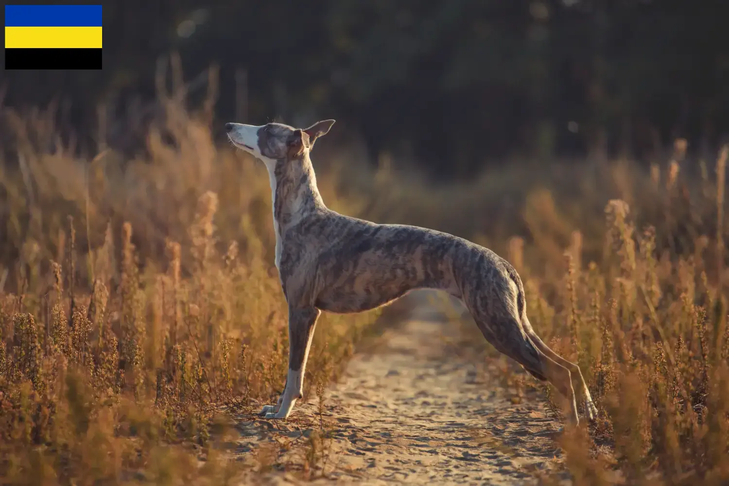 Read more about the article Whippet breeders and puppies in Gelderland