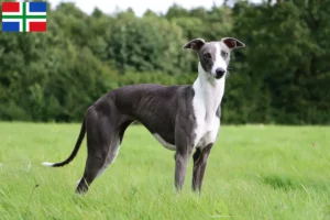 Read more about the article Whippet breeder and puppies in Groningen