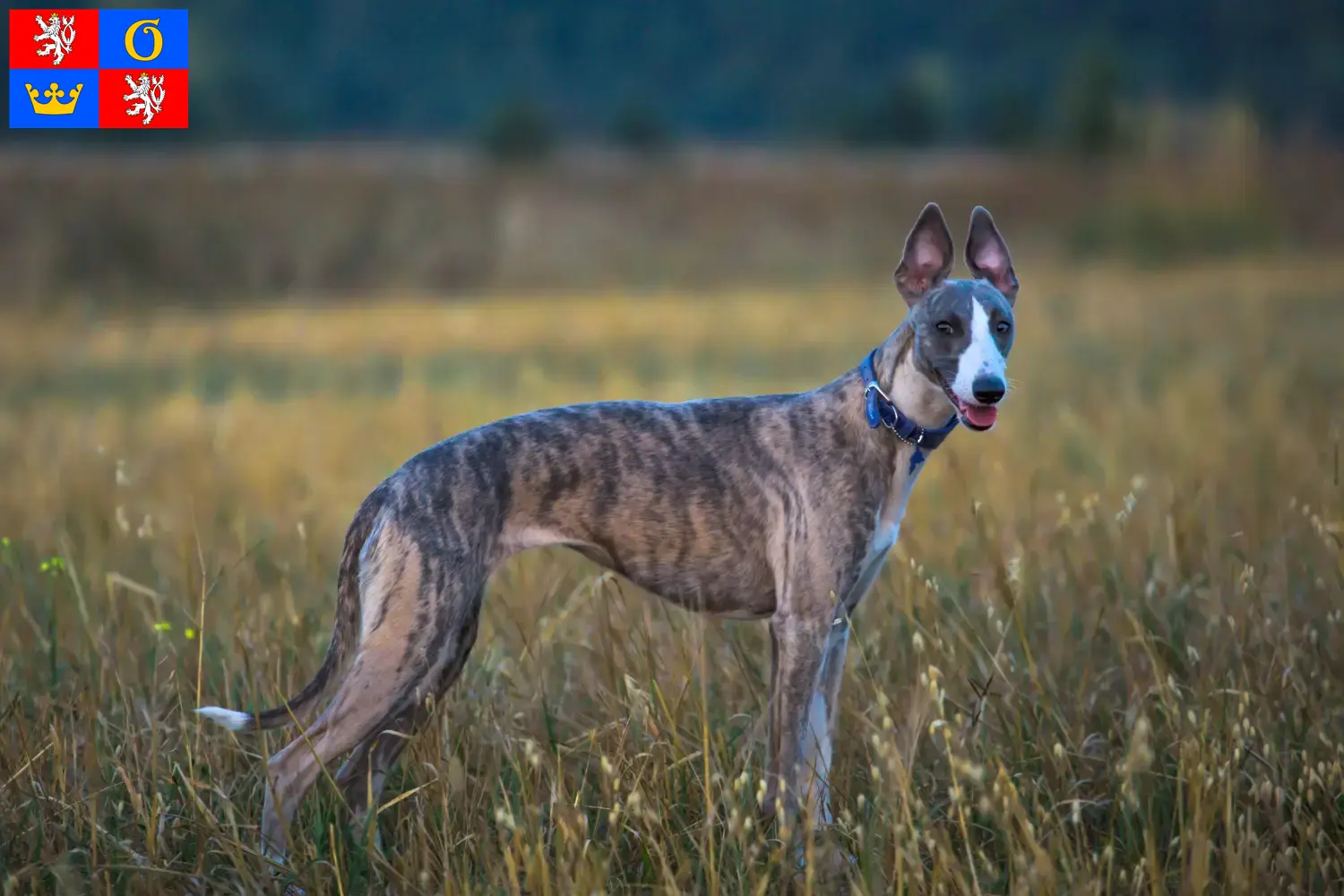 Read more about the article Whippet breeders and puppies in Hradec Králové