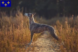 Read more about the article Whippet breeders and puppies in Île-de-France