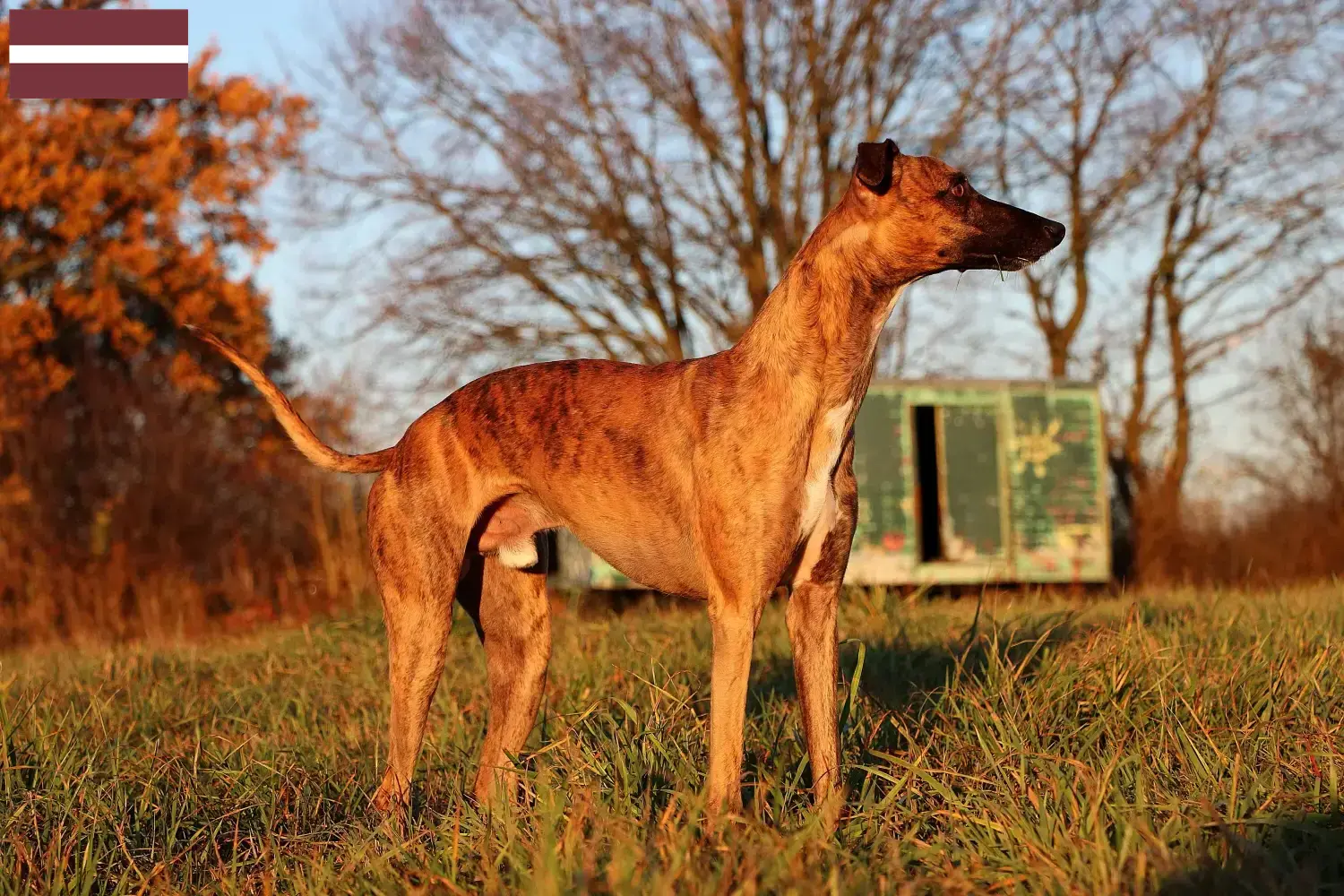 Read more about the article Whippet breeders and puppies in Latvia