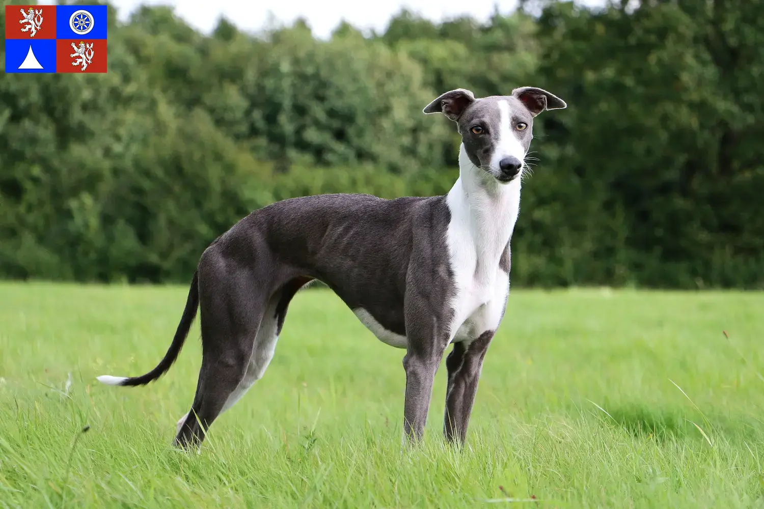 Read more about the article Whippet breeder and puppies in Liberec