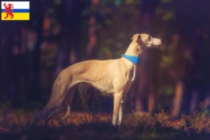 Read more about the article Whippet breeder and puppies in Limburg