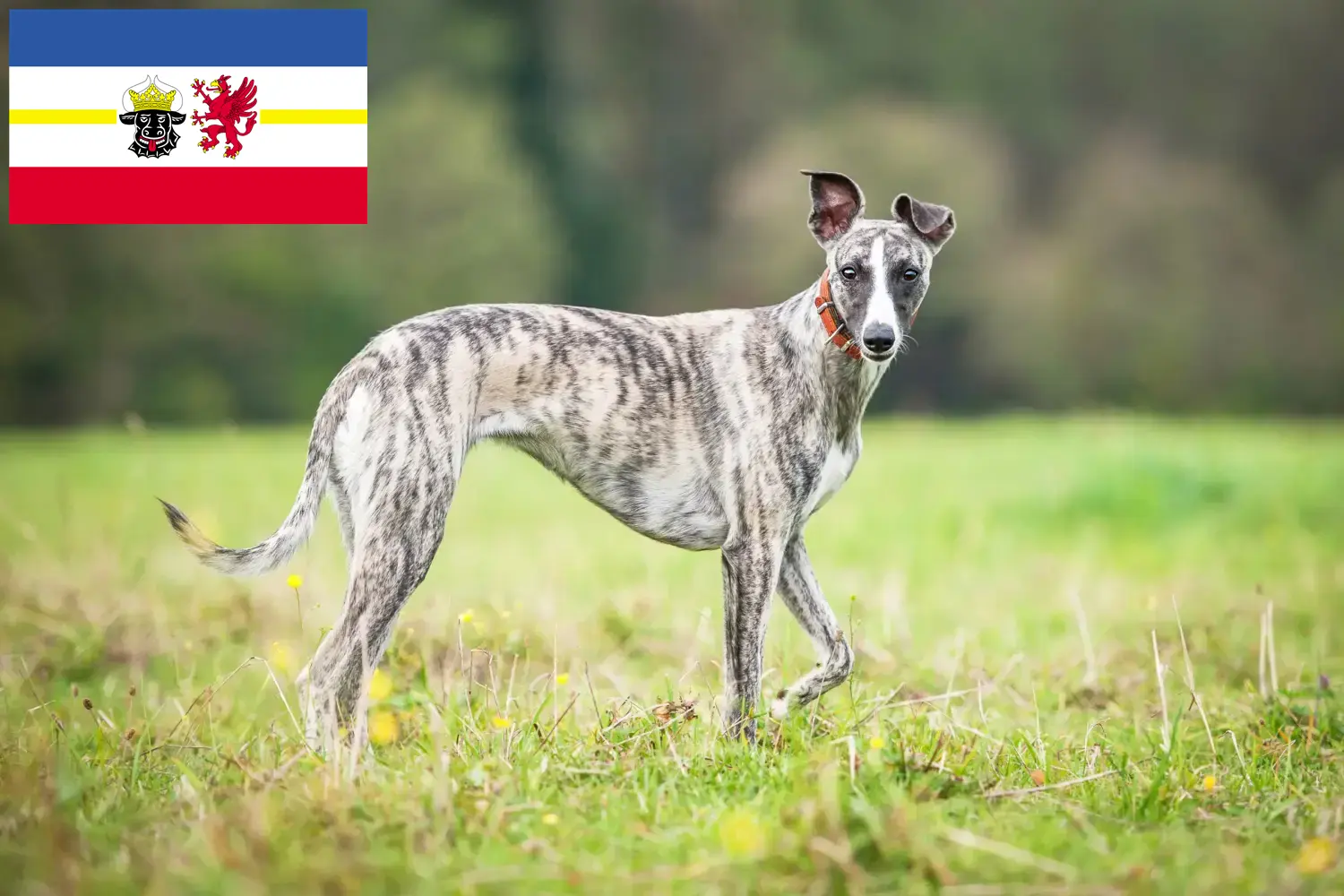 Read more about the article Whippet breeders and puppies in Mecklenburg-Vorpommern