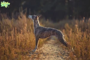 Read more about the article Whippet breeder and puppies in Midtjylland