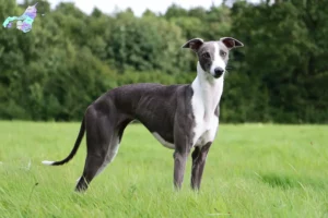 Read more about the article Whippet breeders and puppies in Nordjylland
