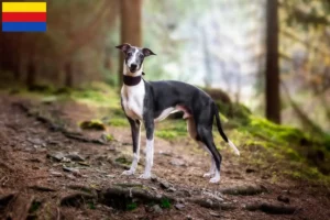 Read more about the article Whippet breeders and puppies in North Holland