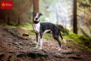 Read more about the article Whippet breeders and puppies in Occitania