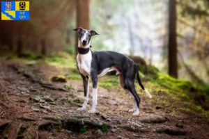 Read more about the article Whippet breeder and puppies in Olomouc