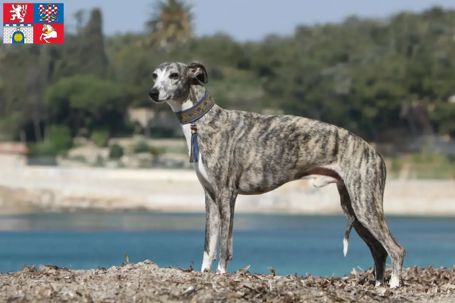 Read more about the article Whippet breeder and puppies in Pardubice