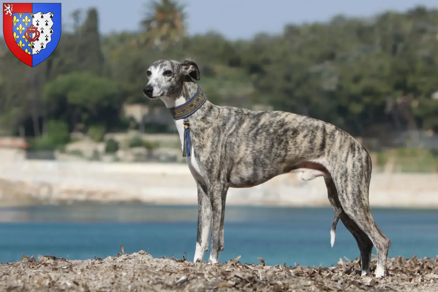 Read more about the article Whippet breeders and puppies in Pays de la Loire