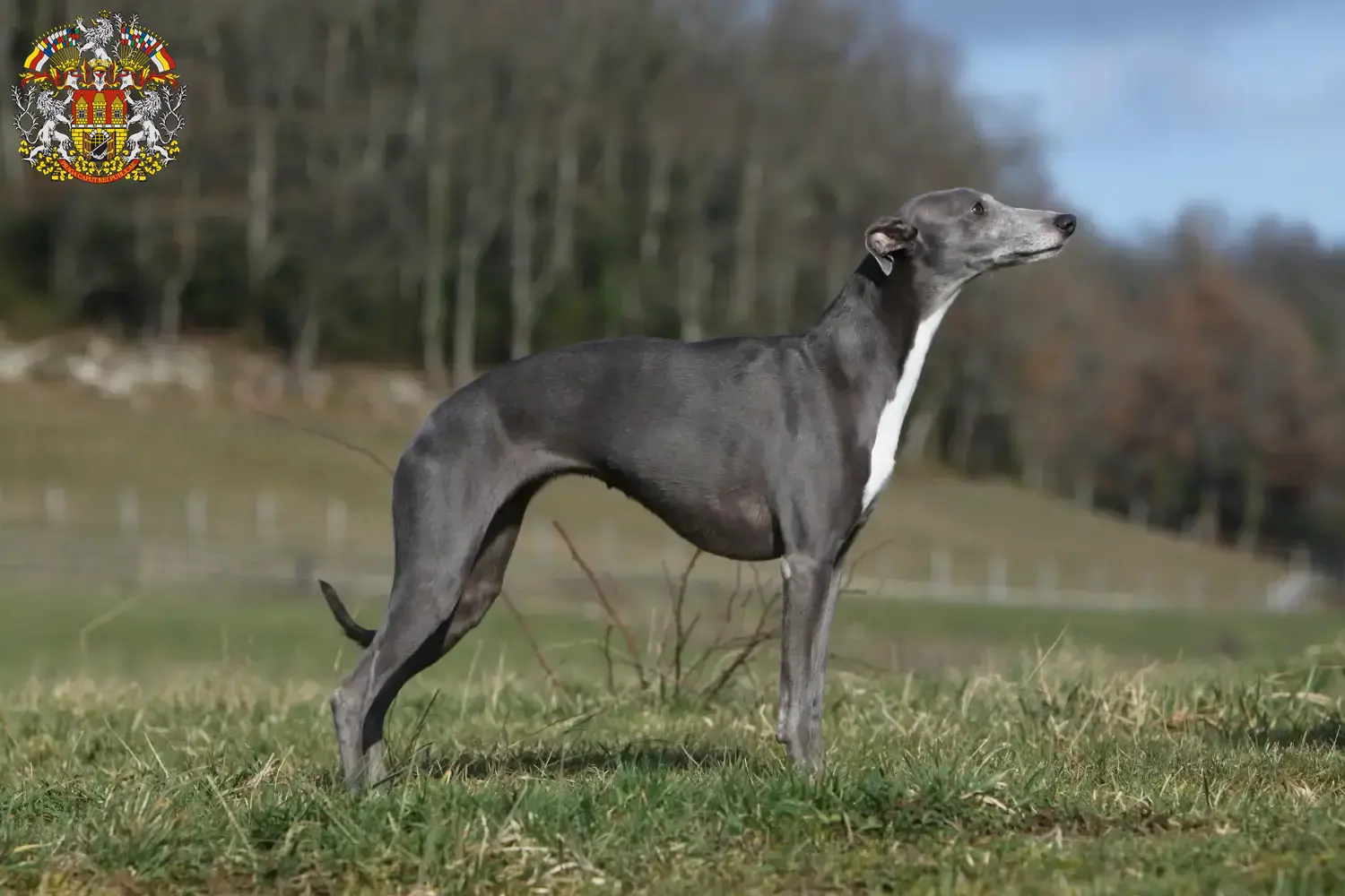 Read more about the article Whippet breeders and puppies in Prague