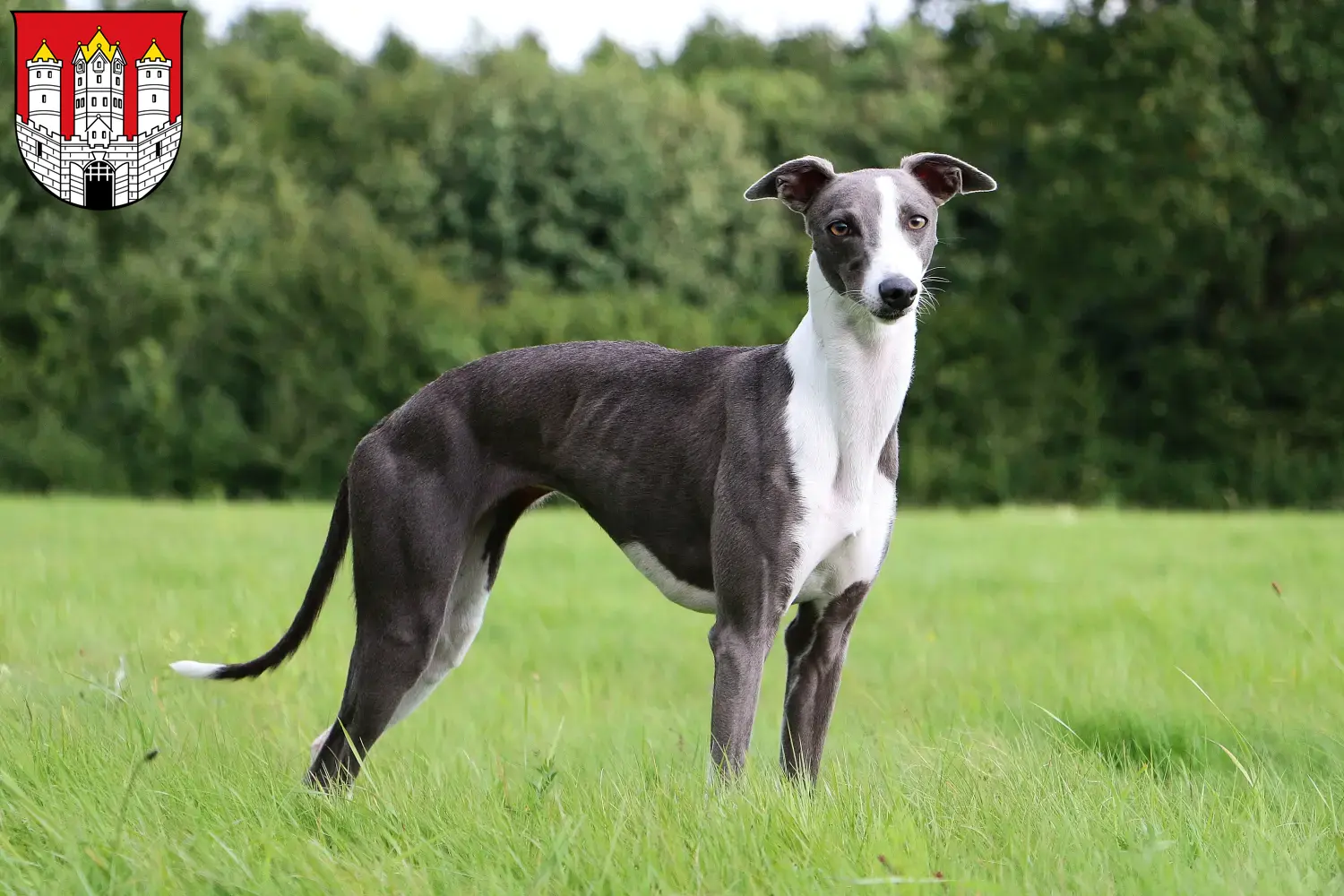 Read more about the article Whippet breeders and puppies in Salzburg