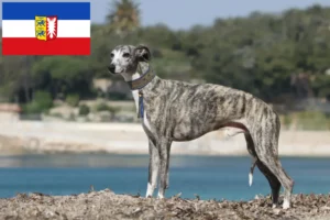 Read more about the article Whippet breeders and puppies in Schleswig-Holstein