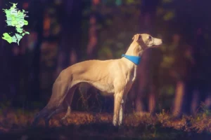 Read more about the article Whippet breeders and puppies in Sjælland