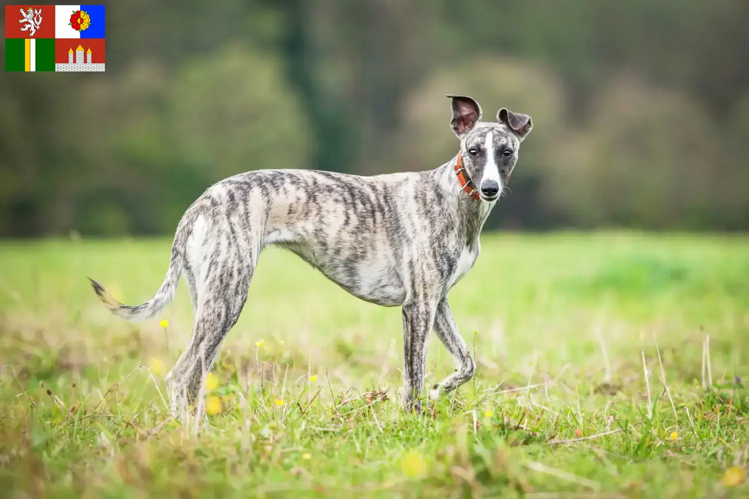 Read more about the article Whippet breeders and puppies in South Bohemia
