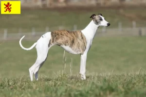 Read more about the article Whippet breeders and puppies in South Holland