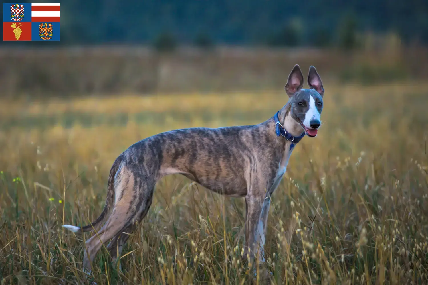Read more about the article Whippet breeders and puppies in South Moravia