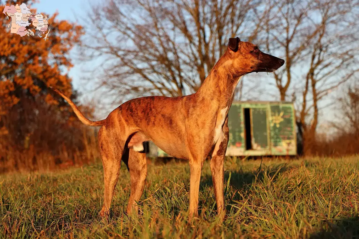 Read more about the article Whippet breeders and puppies in Syddanmark