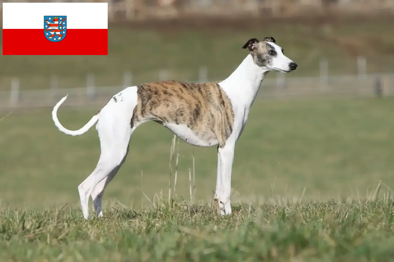 Read more about the article Whippet breeders and puppies in Thuringia