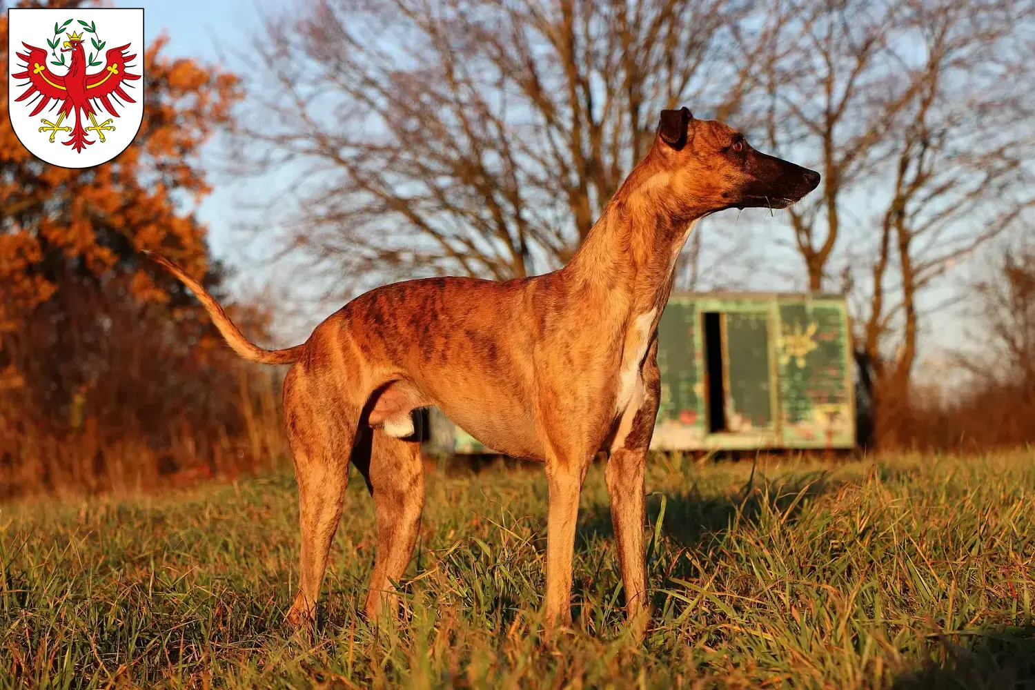 Read more about the article Whippet breeders and puppies in Tirol