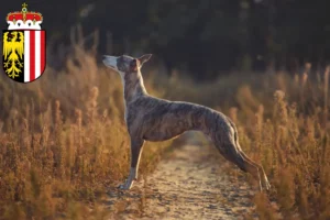 Read more about the article Whippet breeders and puppies in Upper Austria