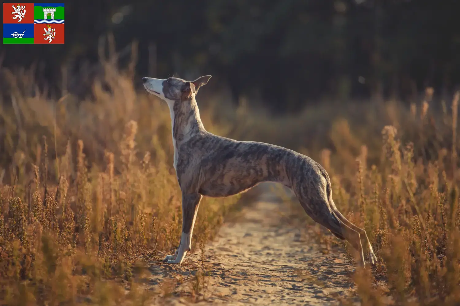 Read more about the article Whippet breeders and puppies in Ústí