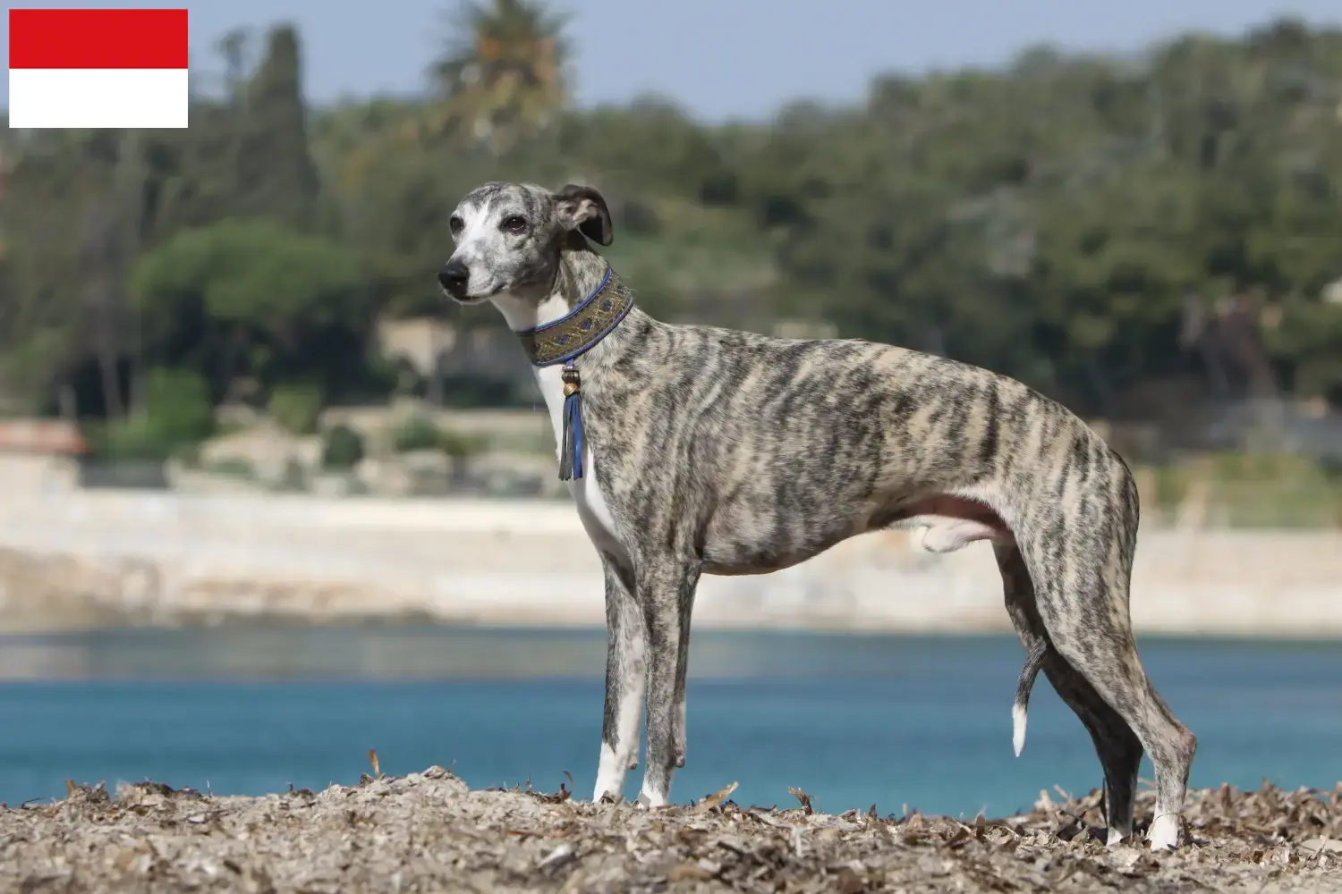 Read more about the article Whippet breeder and puppies in Vienna