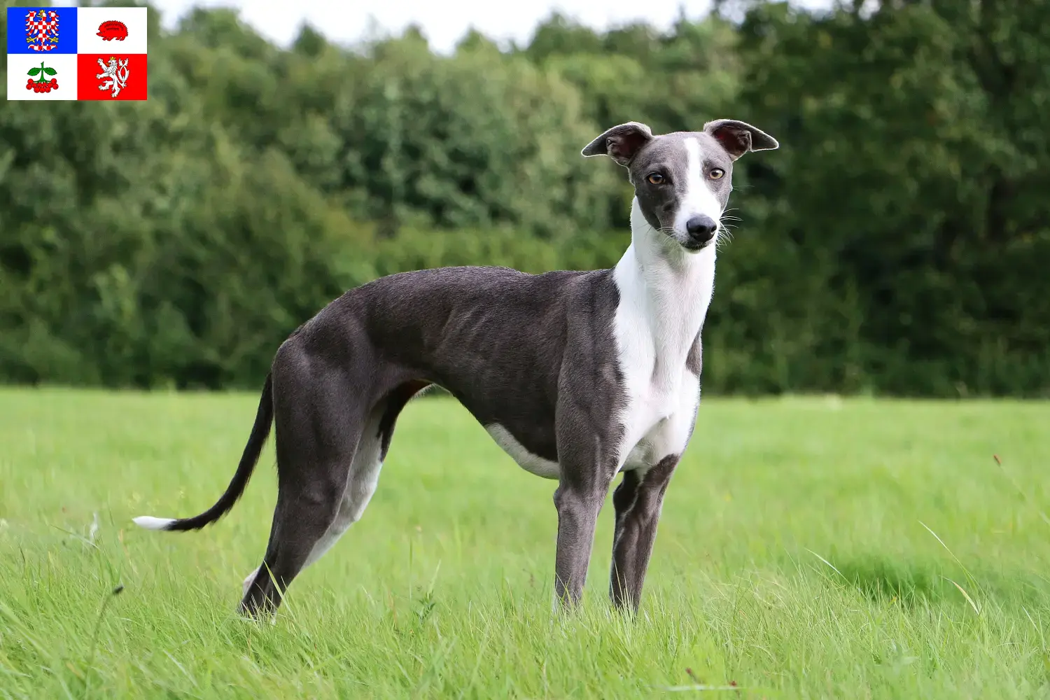 Read more about the article Whippet breeder and puppies in Vysočina