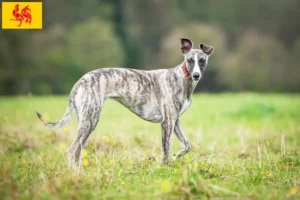 Read more about the article Whippet breeders and puppies in Walloon Region