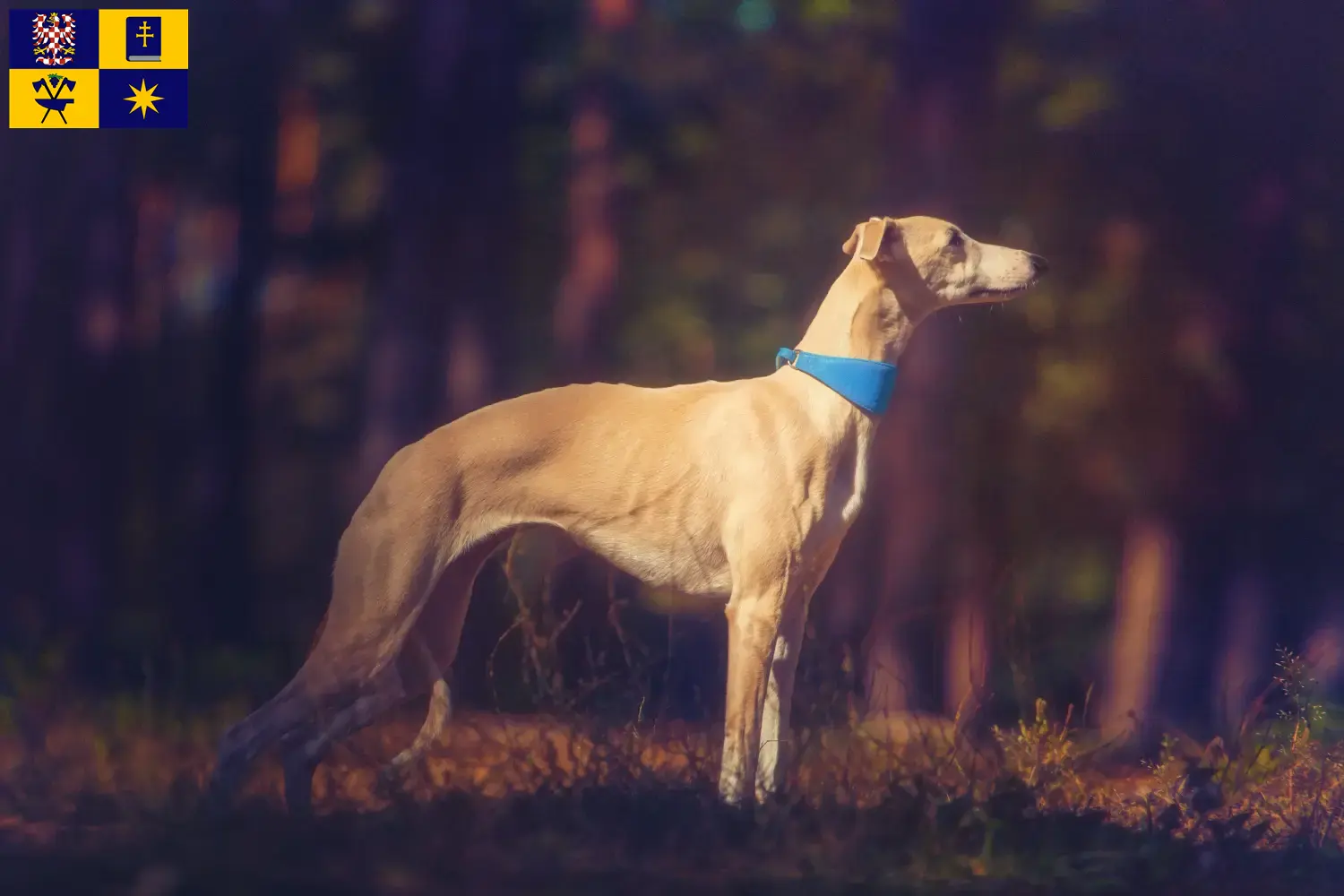 Read more about the article Whippet breeders and puppies in Zlín