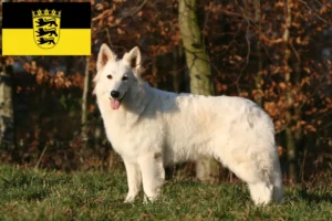 Read more about the article White Swiss Shepherd breeders and puppies in Baden-Württemberg