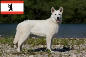 Read more about the article White Swiss Shepherd Dog Breeder and Puppies in Berlin