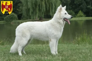 Read more about the article White Swiss Shepherd breeders and puppies in Burgenland