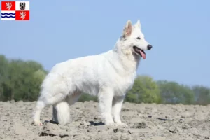 Read more about the article White Swiss Shepherd breeders and puppies in Central Bohemia