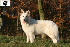 Read more about the article White Swiss Shepherd breeders and puppies in Corsica