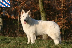 Read more about the article White Swiss Shepherd breeders and puppies in Friesland