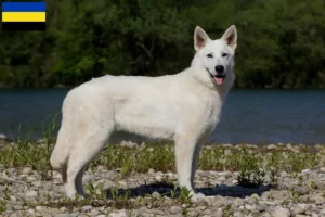Read more about the article White Swiss Shepherd breeders and puppies in Gelderland