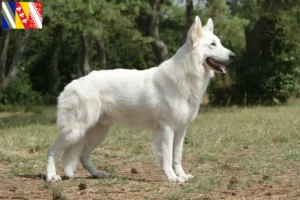 Read more about the article White Swiss Shepherd breeders and puppies in Grand Est