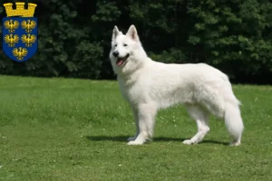 Read more about the article White Swiss Shepherd breeders and puppies in Lower Austria