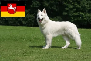 Read more about the article White Swiss Shepherd breeders and puppies in Lower Saxony