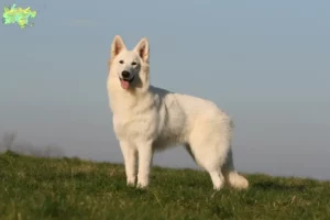 Read more about the article White Swiss Shepherd breeders and puppies in Midtjylland