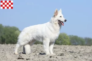 Read more about the article White Swiss Shepherd breeders and puppies in North Brabant