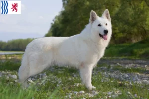 Read more about the article White Swiss Shepherd breeders and puppies in Nouvelle-Aquitaine