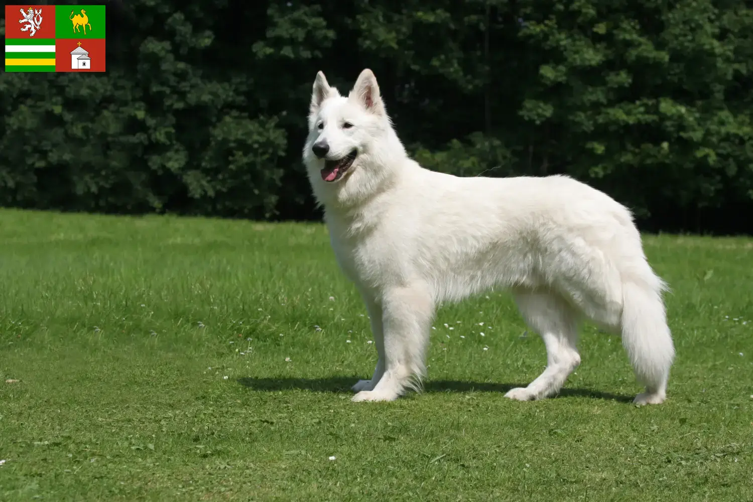 Read more about the article White Swiss Shepherd breeders and puppies in Pilsen