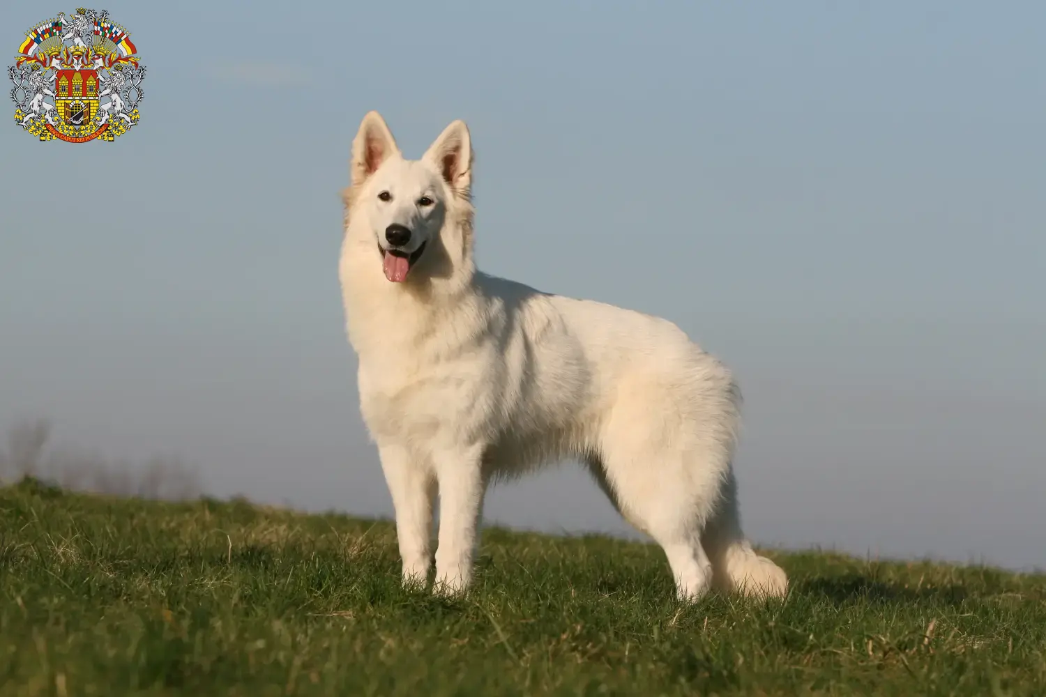 Read more about the article White Swiss Shepherd breeders and puppies in Prague